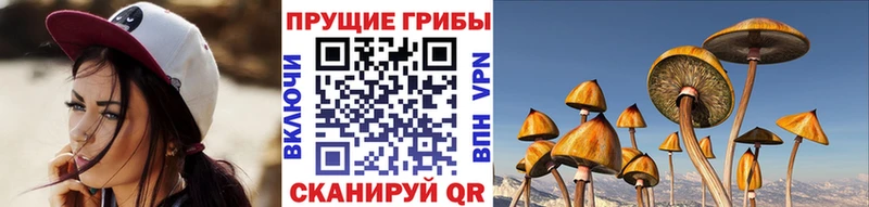Галлюциногенные грибы Cubensis Купить Козловка